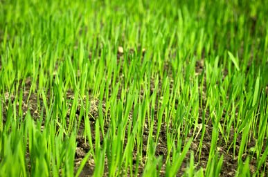 Fall rye...green manure breaks up the soil and adds humus