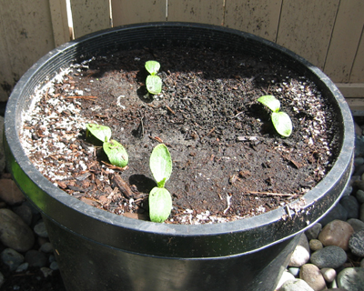 Garden soil is too heavy for growing vegetables in containers so use a potting soil mix