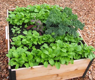A productive raised garden bed .