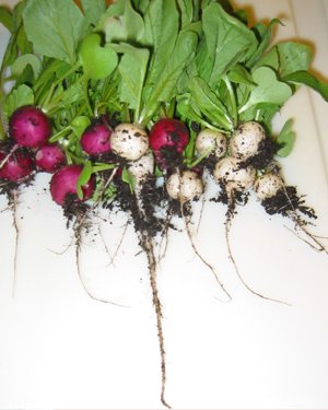 Radish can be planted any time